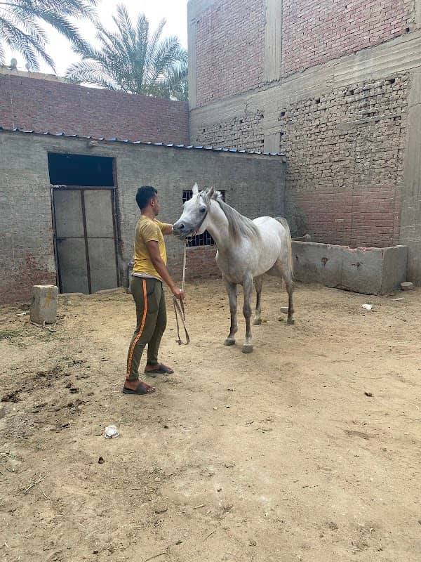 Ismael Stables - Image 1