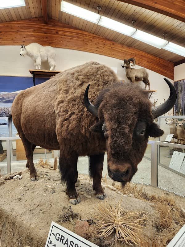 Werner Wildlife Museum at Casper College - Image 1