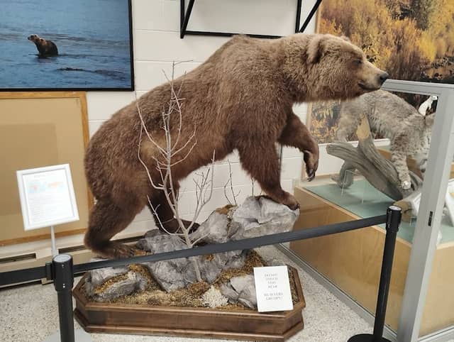Werner Wildlife Museum at Casper College - Image 2