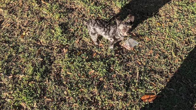 Dade City Dog Park - Image 2