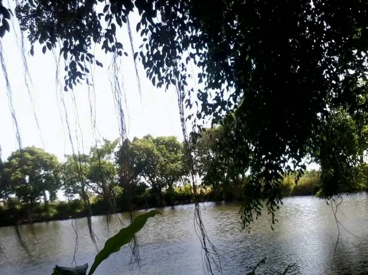 Telaga Beringin - Image 1
