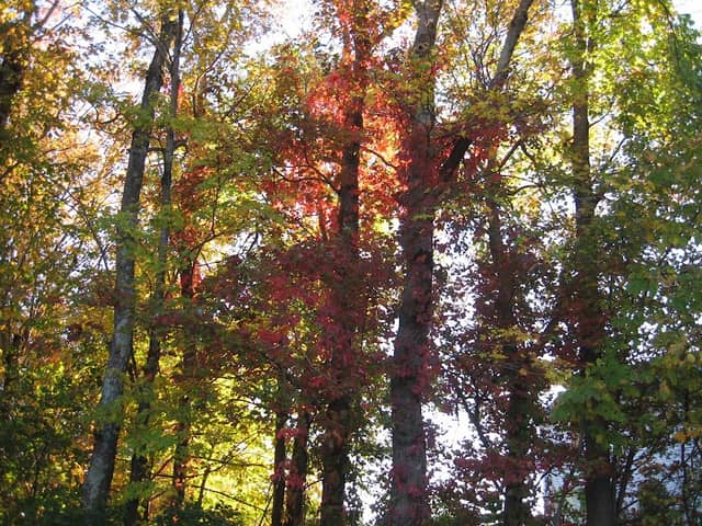 Webster Street Park - Image 2