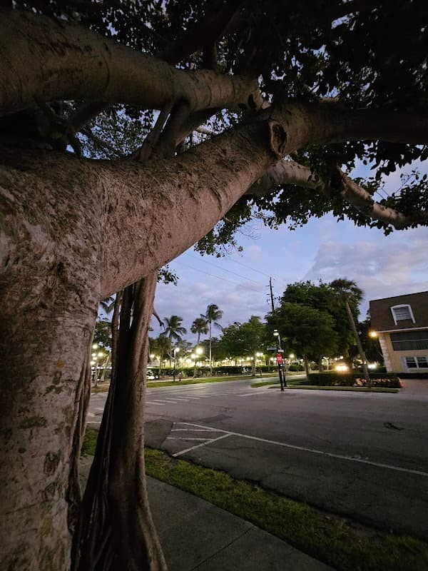 Banyan tree - Image 1