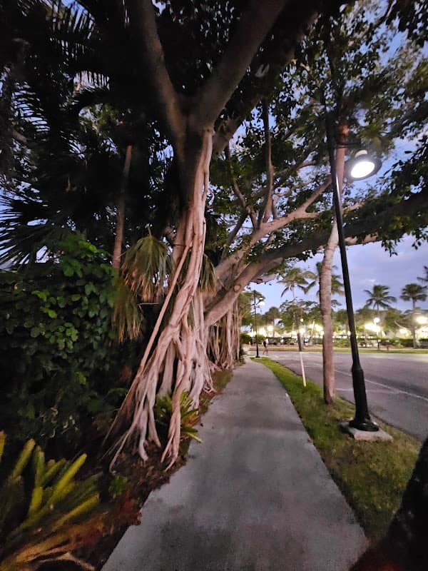 Banyan tree - Image 2