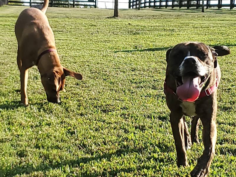 Mackenzie Sayre Dog Park - Image 1