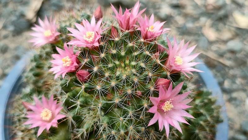 Sukjai cactus สุขใจ แคคตัส - Image 1