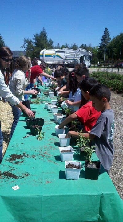 Sustainable Garden - Image 1