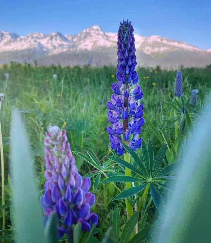 Eastern Kenai Peninsula - Image 2