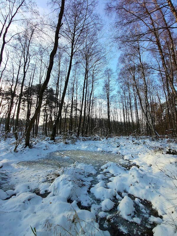 Mokradła Charzyno - Image 1