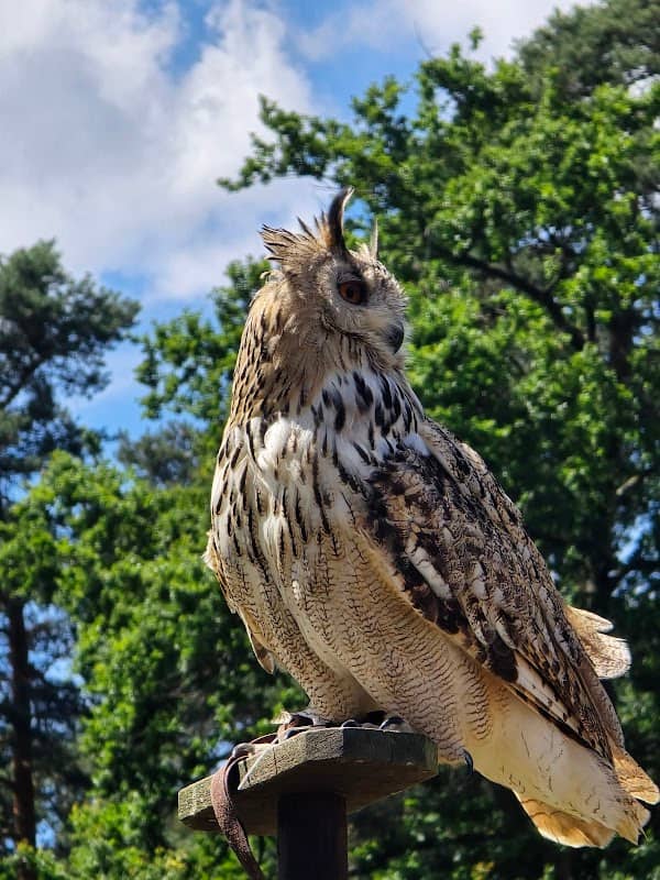 Greifvogel-Flugschau - Image 1