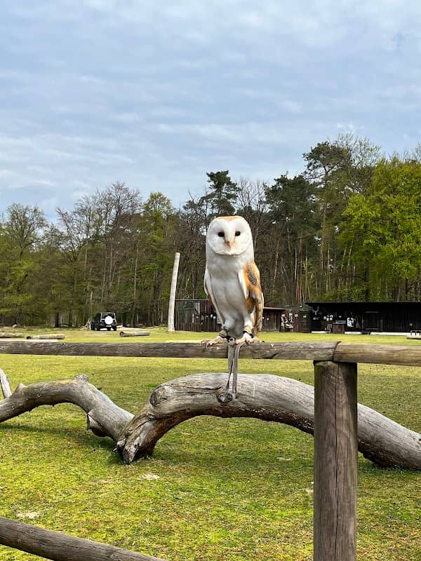 Greifvogel-Flugschau - Image 3
