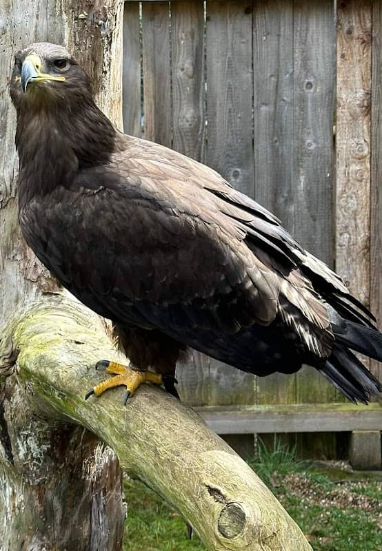 Greifvogel-Flugschau - Image 2