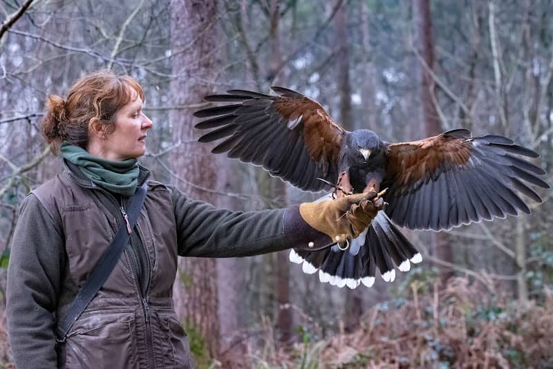 Hampshire Hawk Walks - Image 1