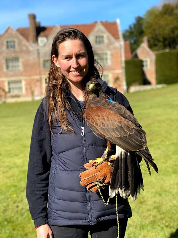 Hampshire Hawk Walks - Image 2