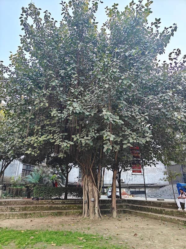 Cool Tree - Image 2