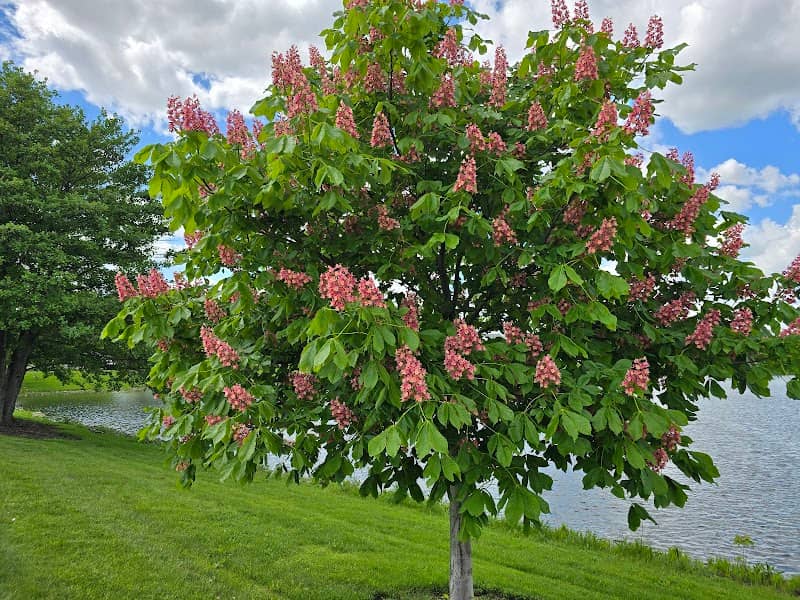 Indian Chase Meadows Park, Bolingbrook Park District - Image 1