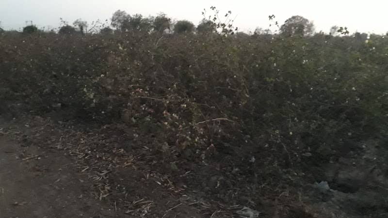 Prakash Farm - Image 1