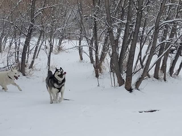 Tony Grampsas Dog Park - Image 1
