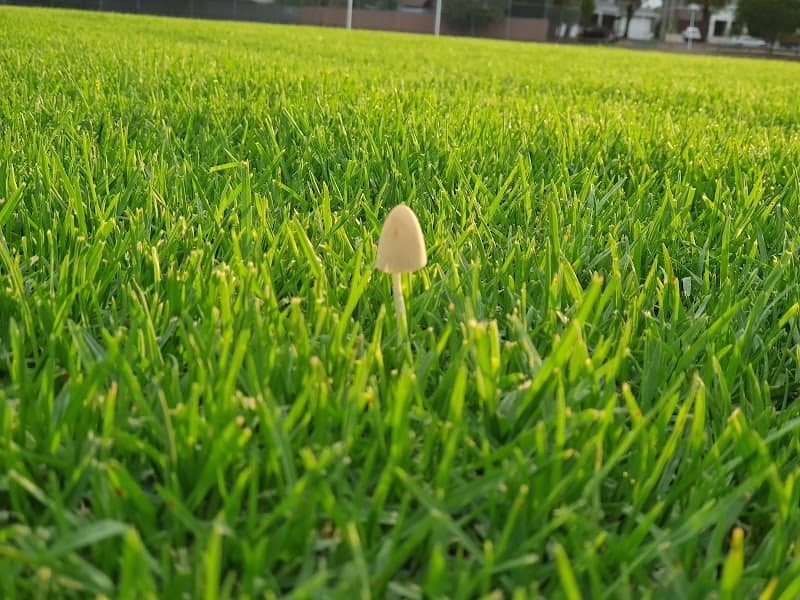 Neptune Park - Image 2