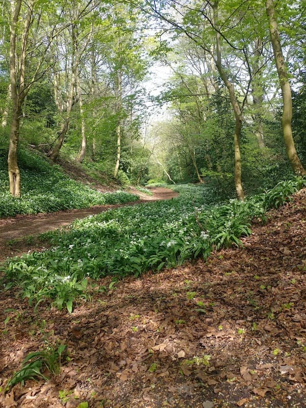 Shibdon Dene - Image 2