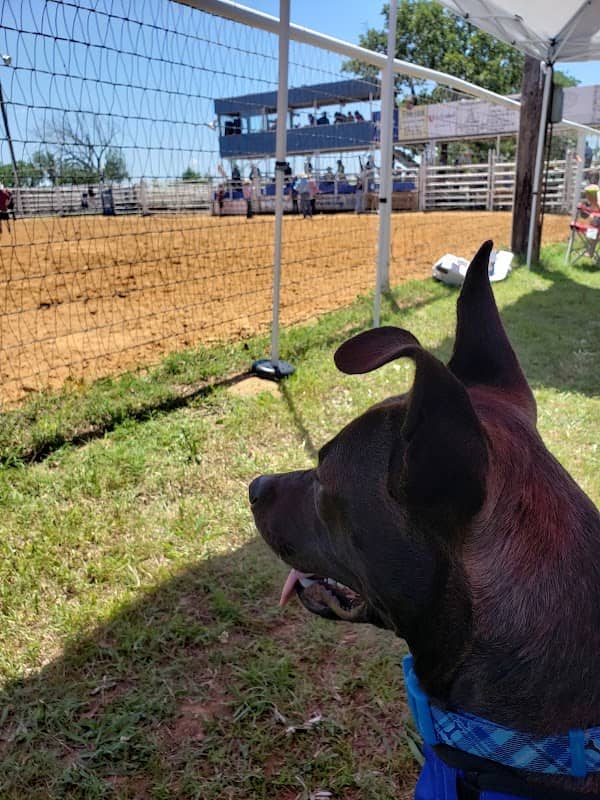 Kellyville Roundup Club - Image 2