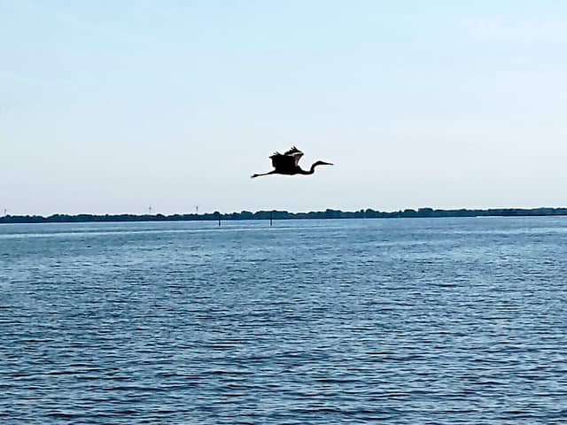Pointe Mouillee State Game Area - Image 1