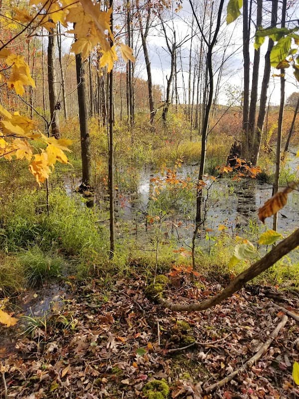 Auburn Marsh Wildlife Area - Image 2