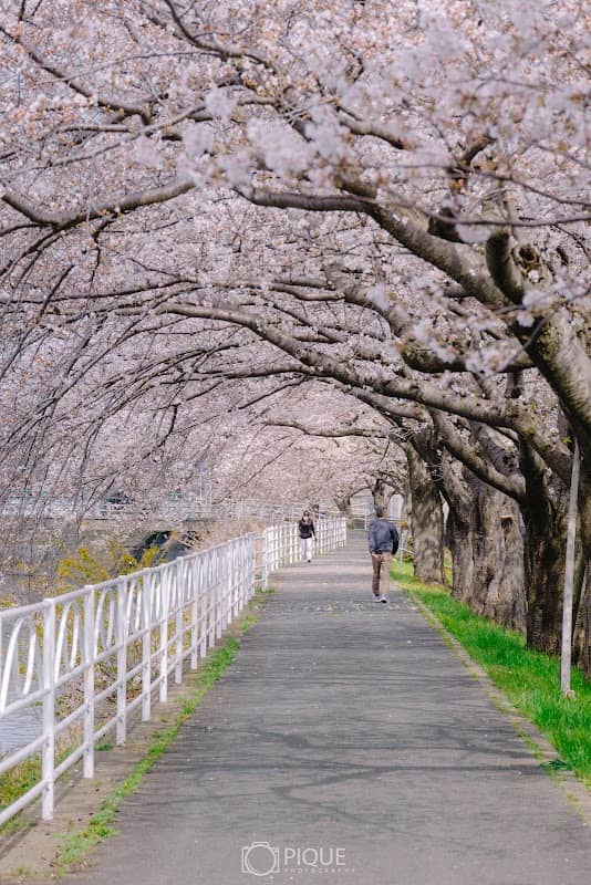 Umi-gawa no Sakura namiki - Image 1