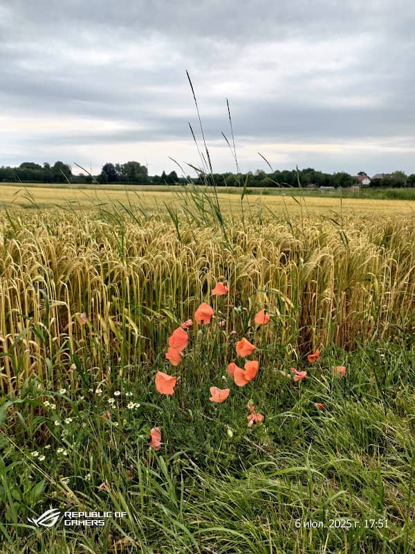 Grafing - Image 1