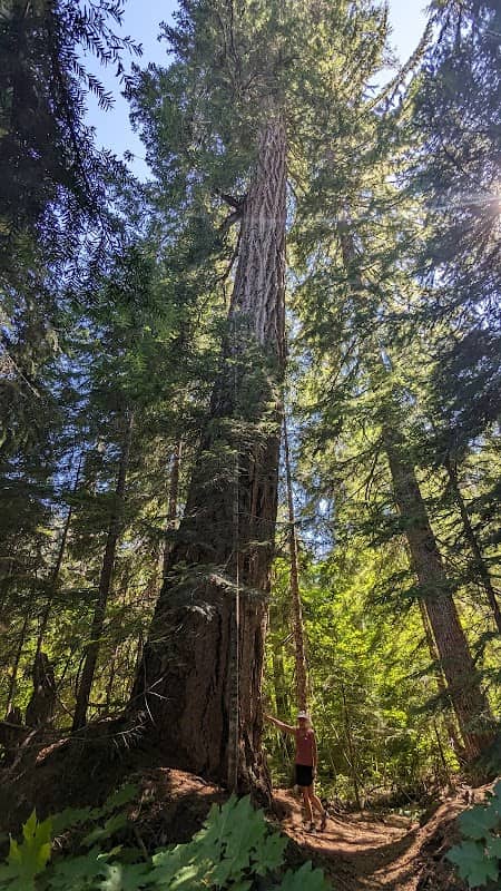 Hackleman Old Growth Grove - Image 1