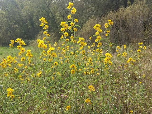 Cherokee Marsh Wildlife Area - Image 2