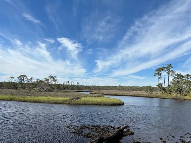 Big Bend Wildlife Management Area - Tide Swamp Unit - Image 1