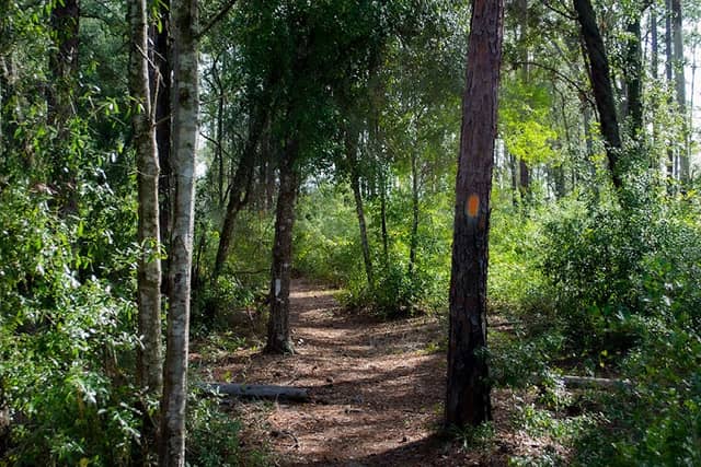 Carl Duval Moore State Forest - Image 2