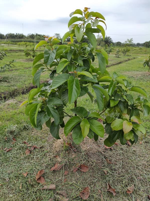 Agrowisata A3FM - Image 1
