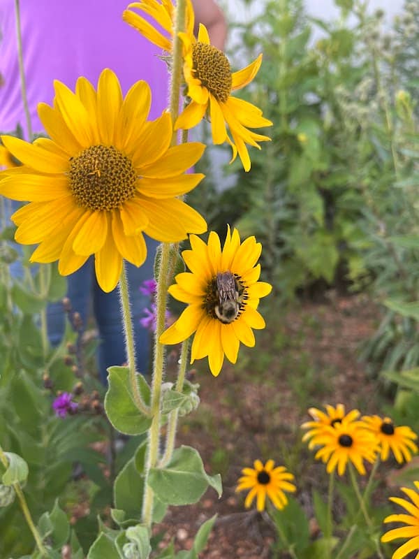 Native Pollinator Garden - Image 2