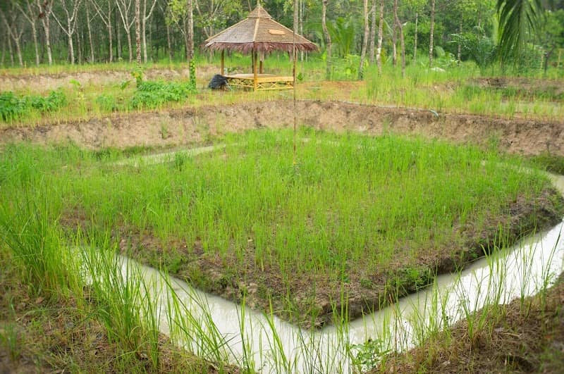 สวนส้มปันสุข (โคกหนองนาโมเดล) - Image 1