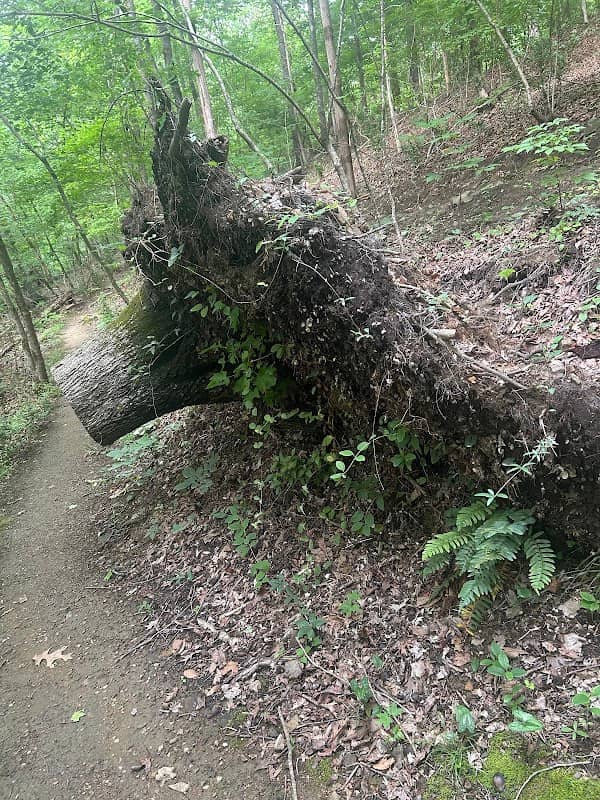 Anne Springs Close Greenway - Blue Star - Image 3