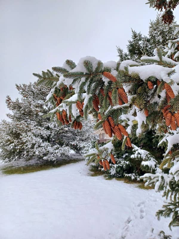Silverleaf Park - Image 1