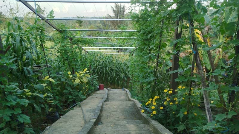 Kebun KWT Daun Sop Ceria - Image 1