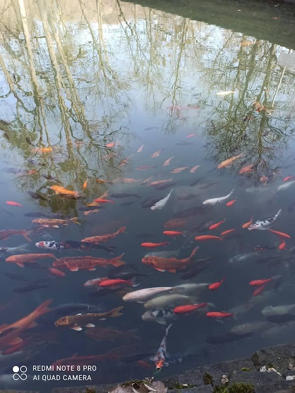 Fish Lake - Image 2
