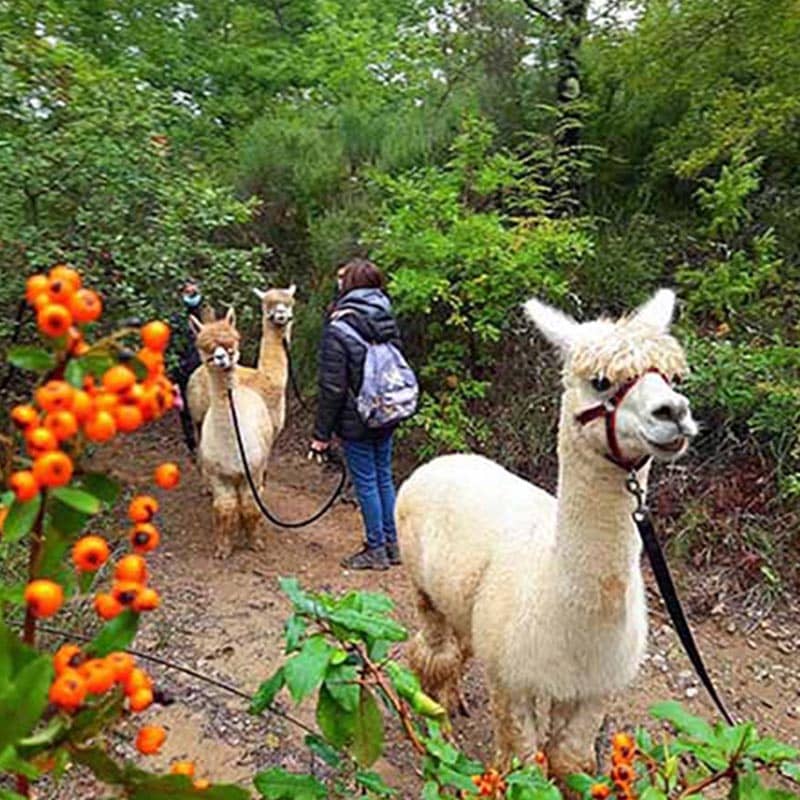 Walks with Alpacas - Image 2