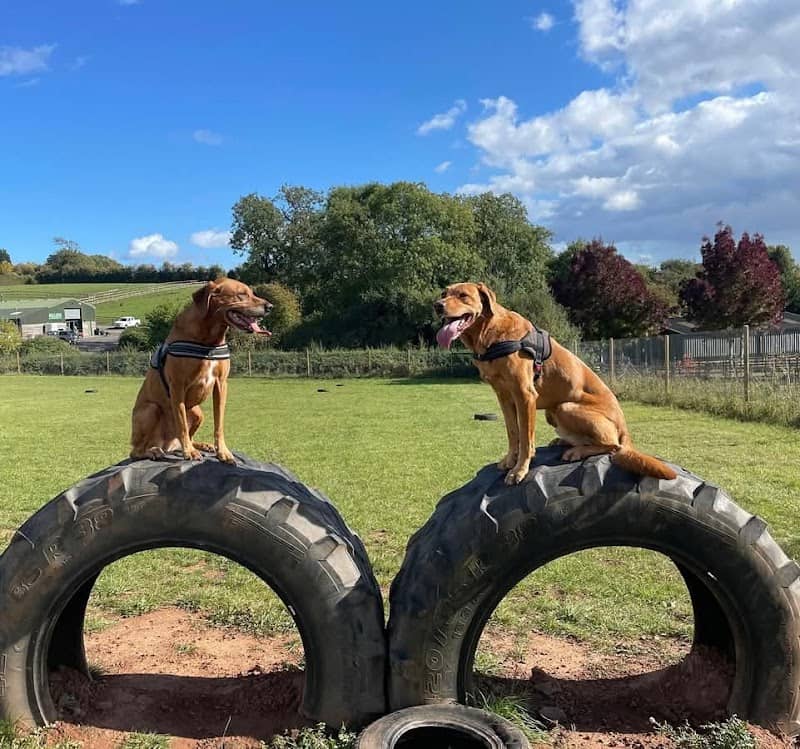 Millside Dog Park - Image 1