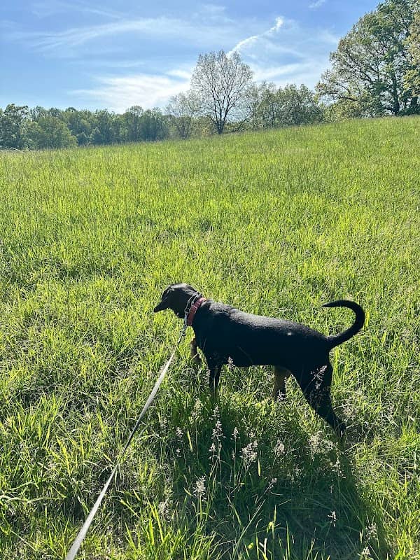 The Jackson Webb Nature Trail - Image 2