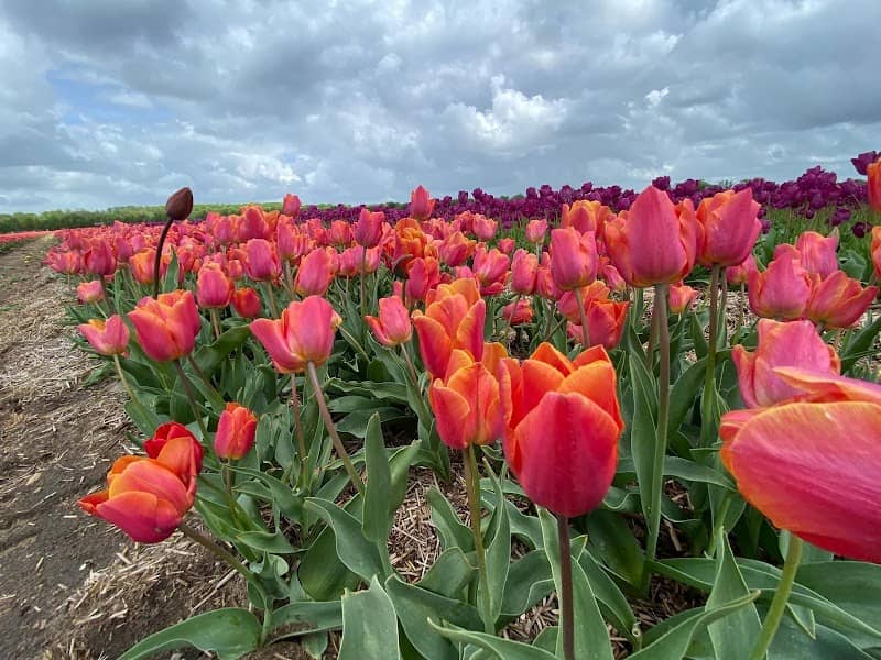 Tulipaner - Image 3