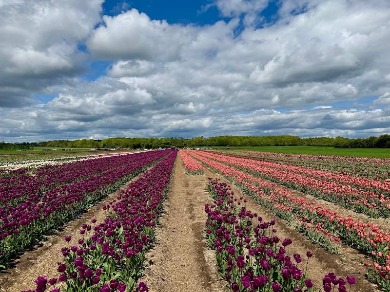 Tulipaner - Image 1