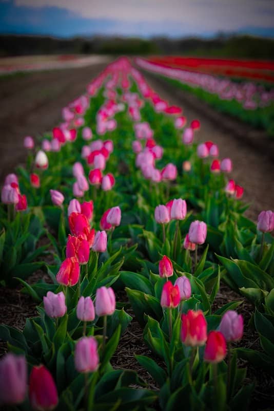 Tulipaner - Image 2