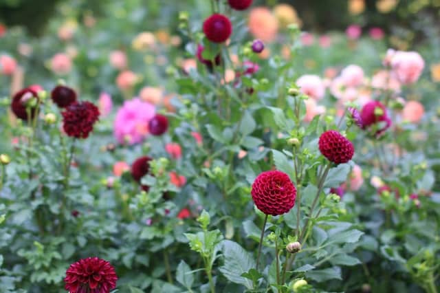 Selah Flower Farm - Image 2