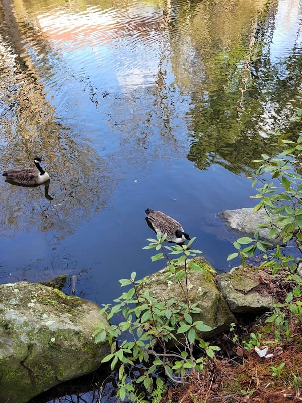 Duck Pond at Stanley Park - Image 1