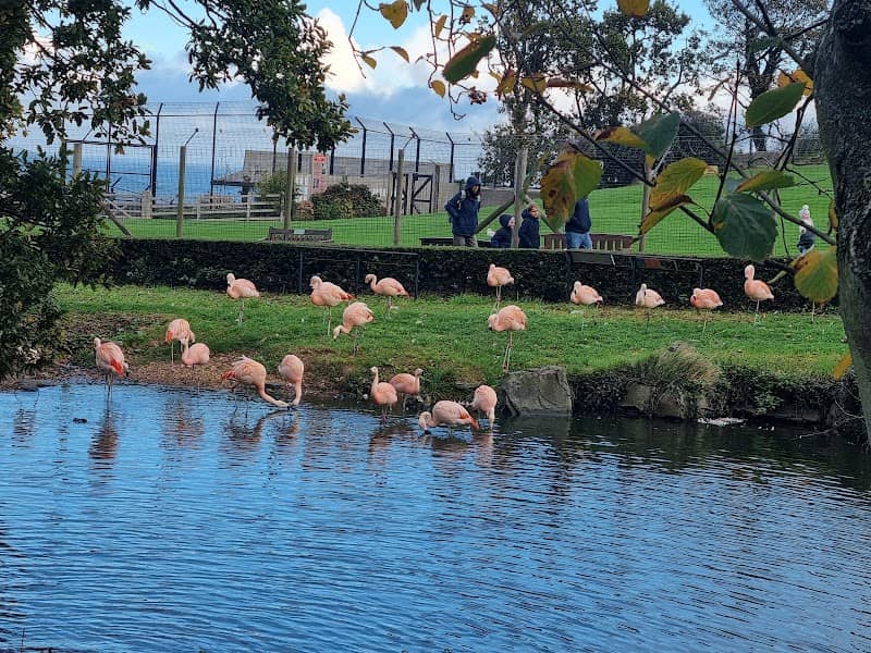 Flamingos - Image 2