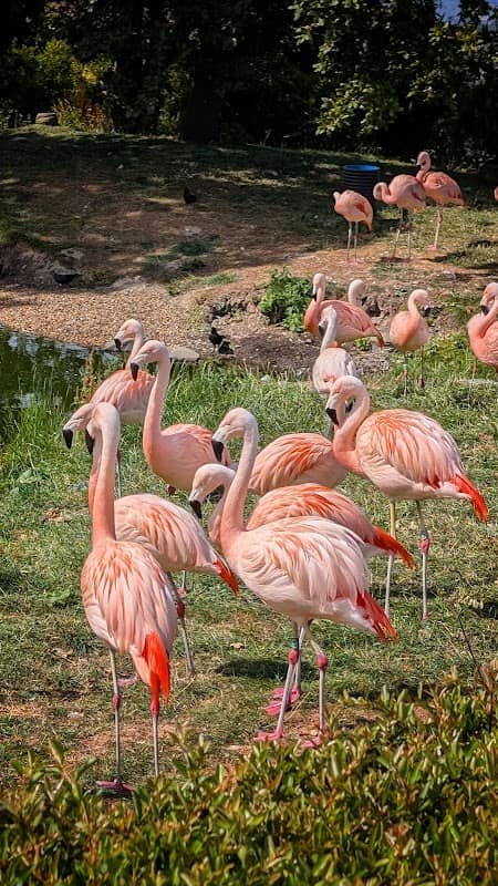 Flamingos - Image 1